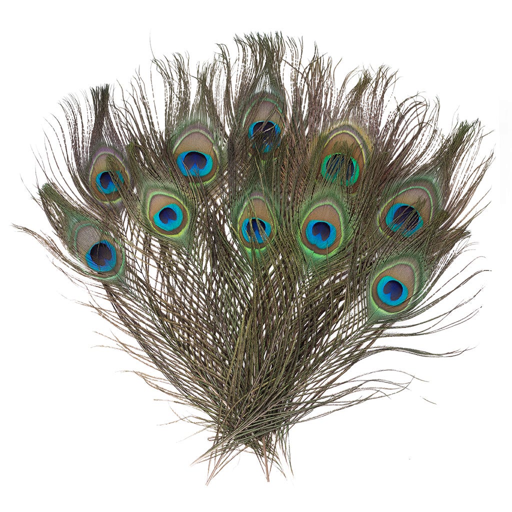 Peacock Eyes 8-15 inch   25PC PKG --Natural Iridescent