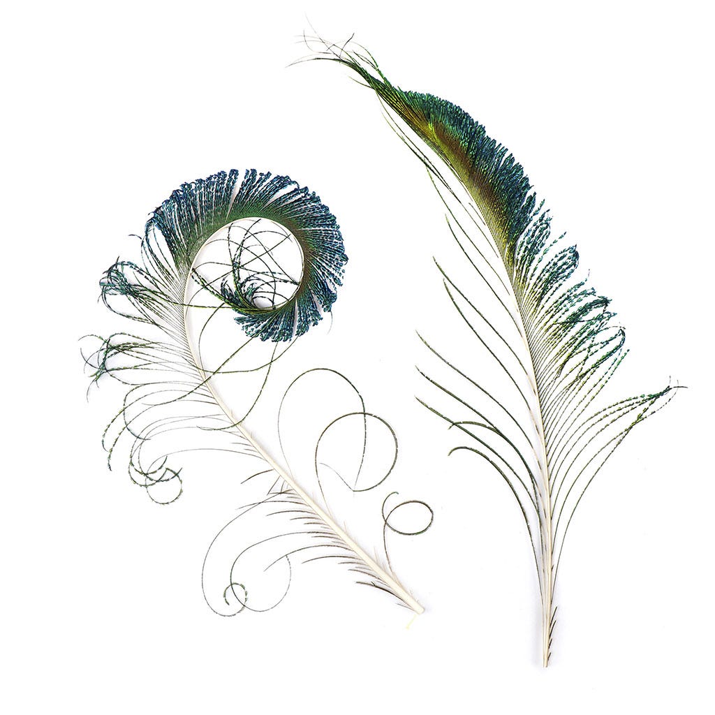Peacock Swords 12-20 inch   25PC PKG --Natural Iridescent