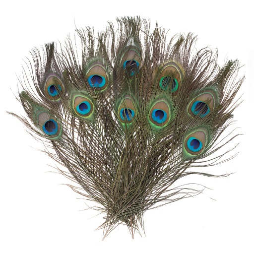 [B470--N] Peacock Eyes 8-15 inch   25PC PKG --Natural Iridescent