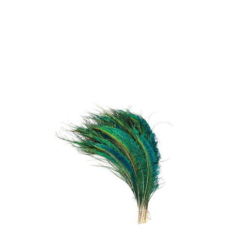 [PS20LN--N] Peacock Swords Selected Left Wing 12-20 inch --Natural Iridescent