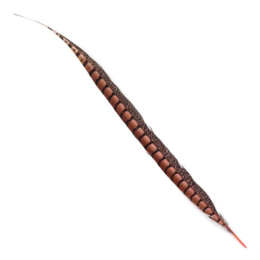 [LP30-1--CO] Lady Amherst Pheasant Tails Selected 20-30 inch   1PC PKG --Coral